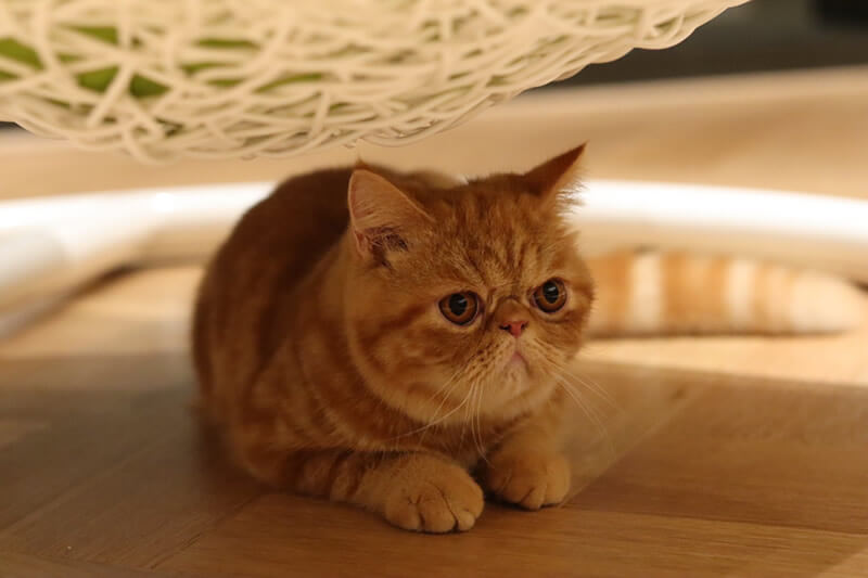 Puchi Marry Cat Cafe