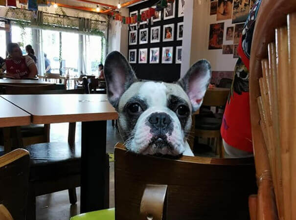 犬