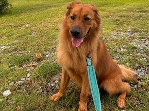 犬