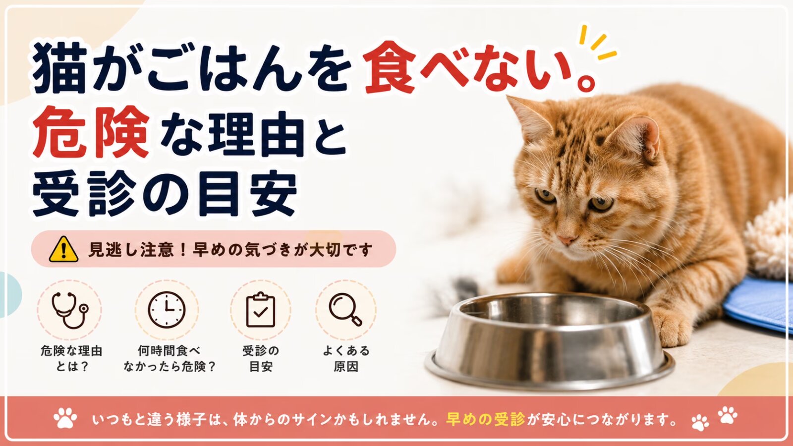 猫がごはんを食べない。危険な理由と受診の目安
